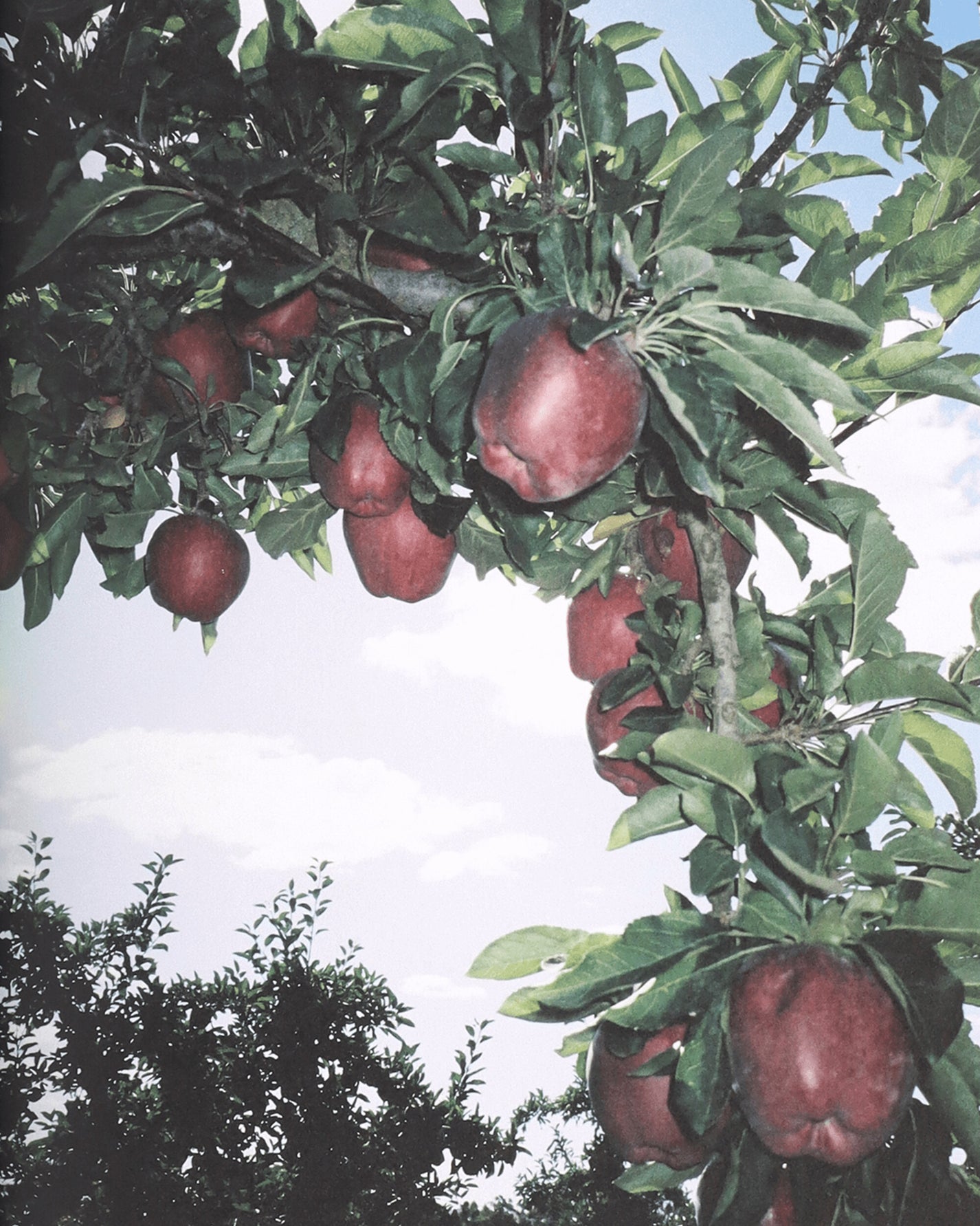 PSY LYF Psylyf Book / Cover A Covera Books and Magazines Books BOOKA 001